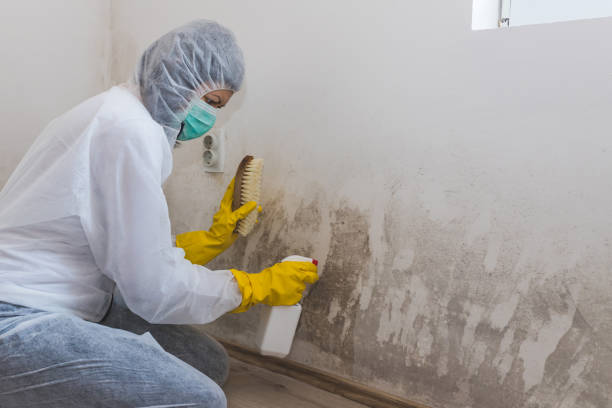 Best Residential Mold Inspection & Testing  in USA